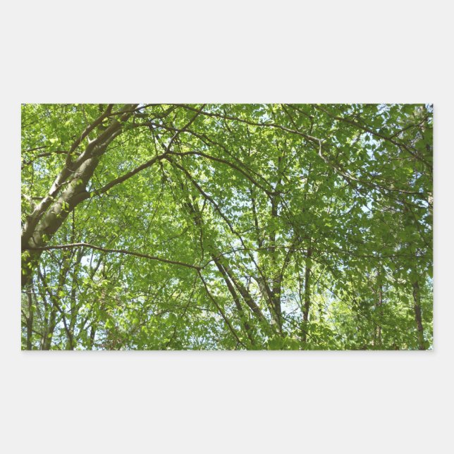 Canopy of Spring Leaves Green Nature Scene Sticker (Front)
