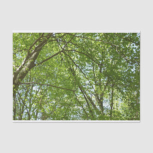 Canopy of Spring Leaves Green Nature Scene Tissue Paper