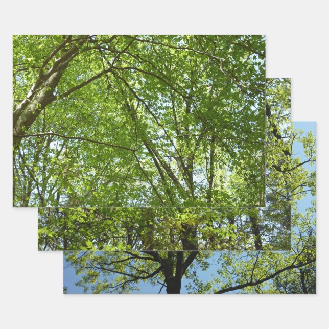 Canopy of Spring Leaves Green Nature Scene Wrapping Paper Sheet (Set)