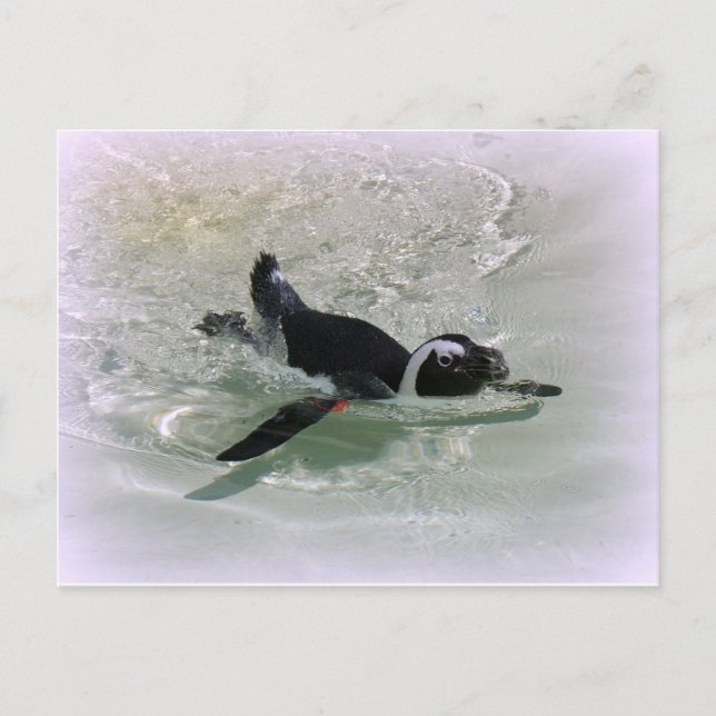 Can't Get Mad at Looking at a Penguin! Postcard (Front)