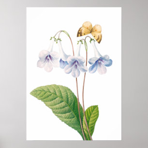 "Canterbury by Pierre-Joseph Redouté Poster