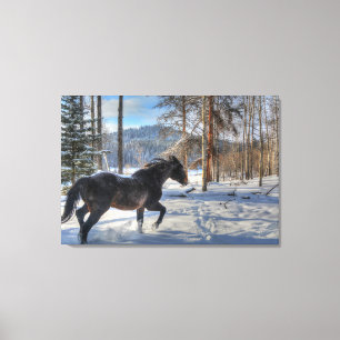 Cantering Black Percheron Horse & Snow Photo 2 Canvas Print