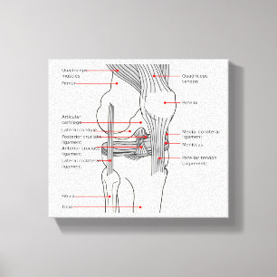 Canvas Anatomical Diagram human right knee joint