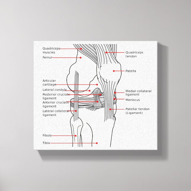 Canvas Anatomical Diagram human right knee joint (Front)