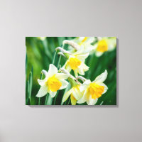 Canvas Art-Daffodils