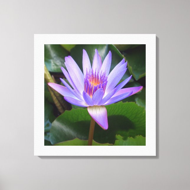 Canvas Art-Lotus Flower (Front)
