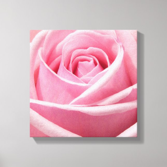 Canvas Art-Pink Rose (Front)
