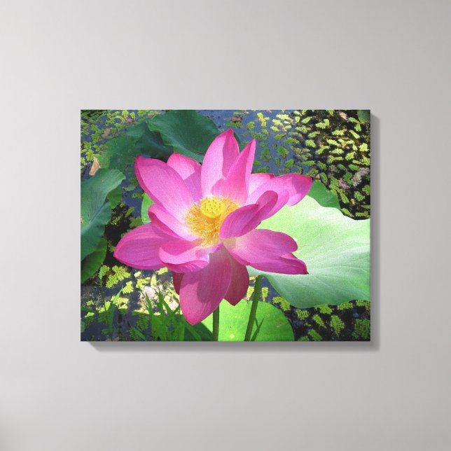 Canvas Art-Pink Water Lily Print (Front)