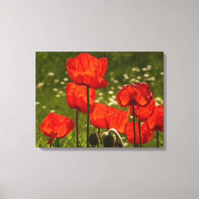 Canvas Art-Poppies Print (Front)