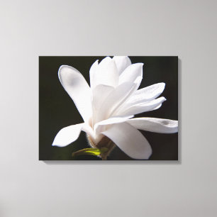 Canvas Art-Star Magnolia Flower Print