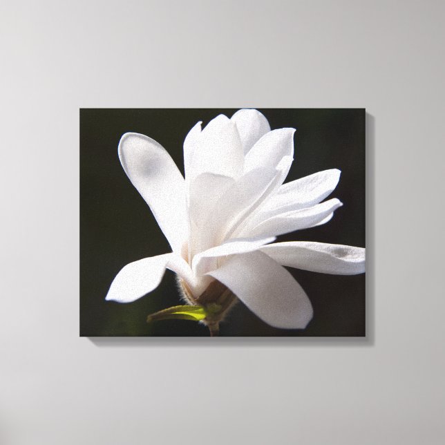 Canvas Art-Star Magnolia Flower Print (Front)