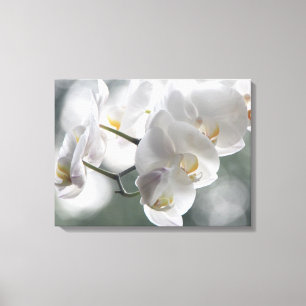 Canvas Art-White Orchids