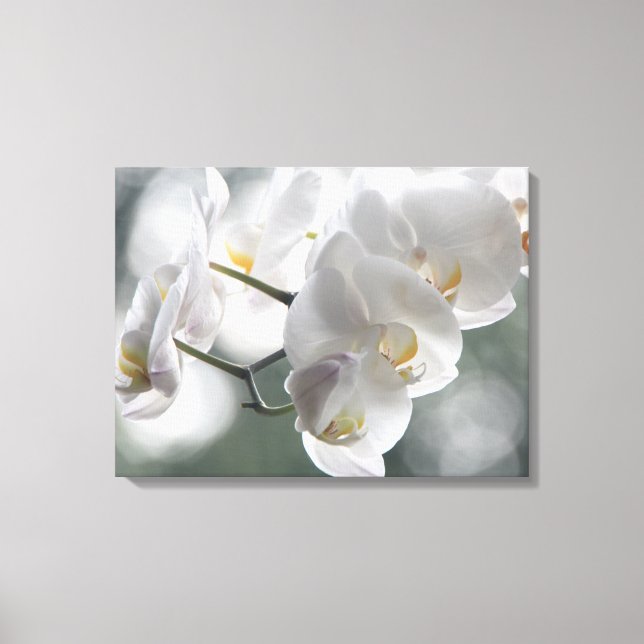 Canvas Art-White Orchids (Front)