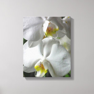 Canvas Art-White Orchids