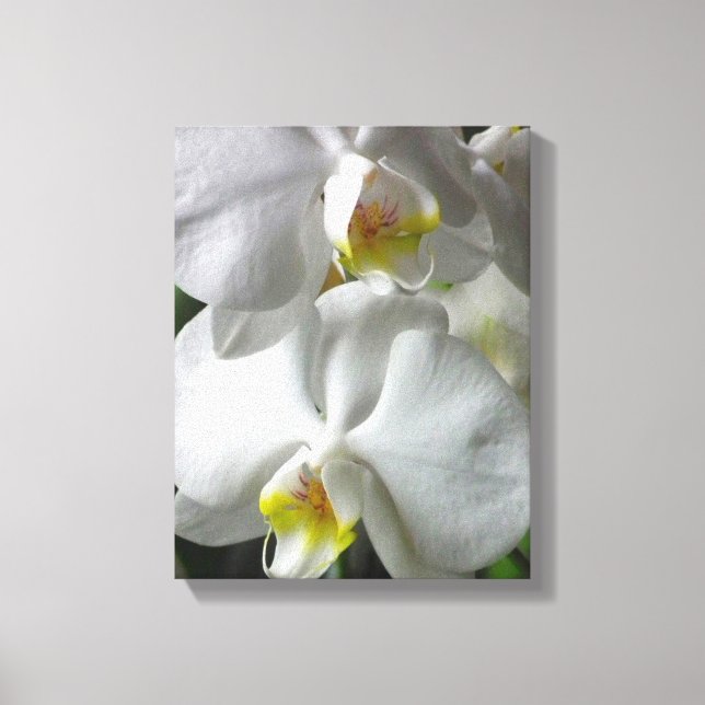 Canvas Art-White Orchids (Front)
