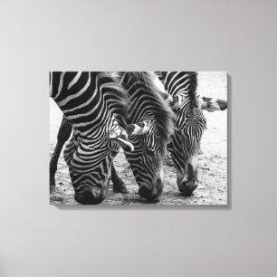 Canvas Art-Zebras Print