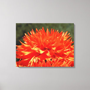 Canvas Artwork Orange Dahlia Flowers Dahlias Print