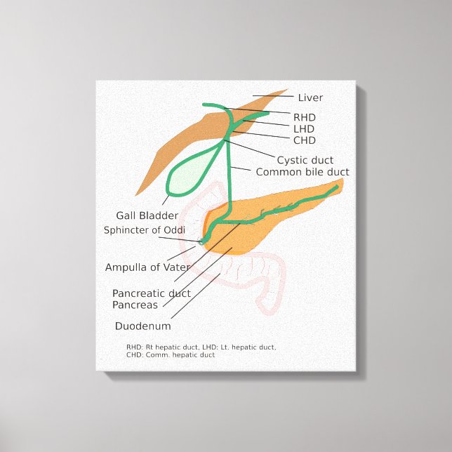 Canvas Biliary System Diagram Chart Gall Bladder  (Front)