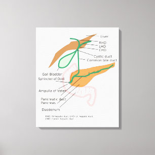 Canvas Biliary System Diagram Chart Gall Bladder  Print