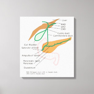 Canvas Biliary System Diagram Chart Gall Bladder Print