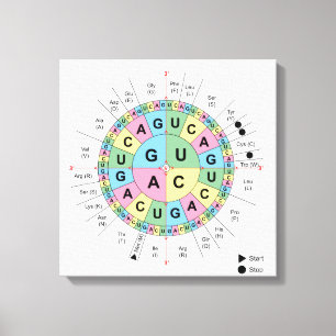 Canvas Codons Amino Acids Table Genetic Code DNA