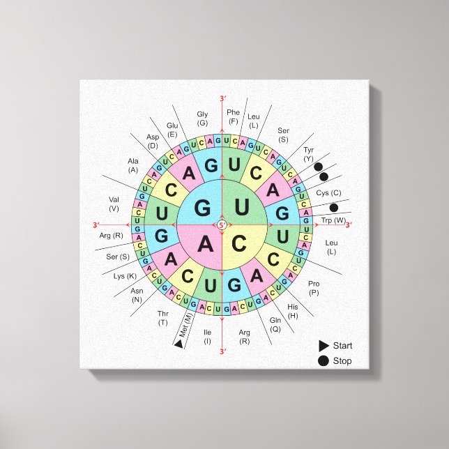 Canvas Codons Amino Acids Table Genetic Code DNA (Front)