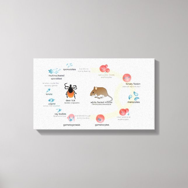 Canvas Diagram Babesia microti life cycle (Front)