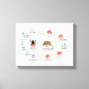 Canvas Diagram Babesia microti life cycle Print