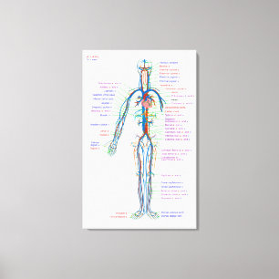 Canvas Diagram Human Circulatory System Arteries Print