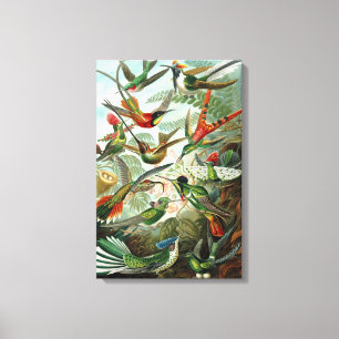 Canvas Ernst Haeckel Trochilidae Hummingbird Print