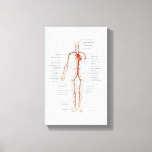 Canvas Human Circulatory System of Arteries