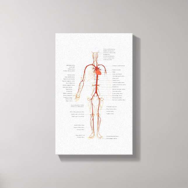 Canvas Human Circulatory System of Arteries (Front)