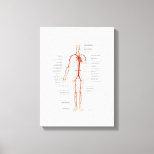 Canvas Human Circulatory System of Arteries Print