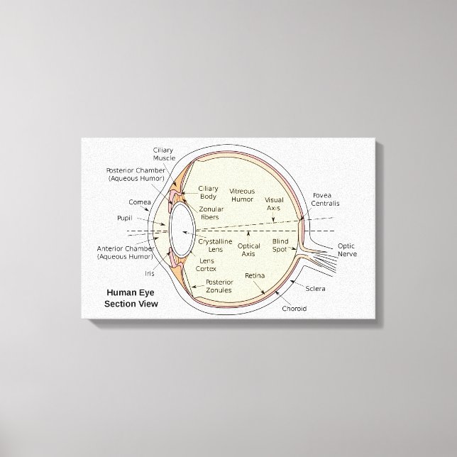 Canvas Human Eye Ball Anatomical Diagram (Front)