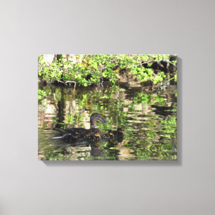 Canvas: Mallard Duck and Ducklings Canvas Print