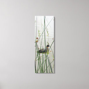 Canvas Print  - American Coot in Reeds