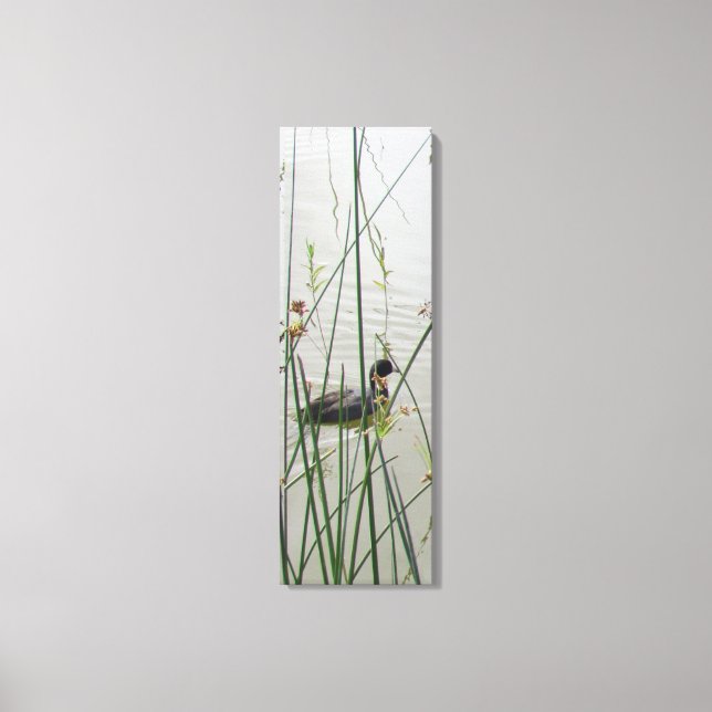Canvas Print  - American Coot in Reeds (Front)