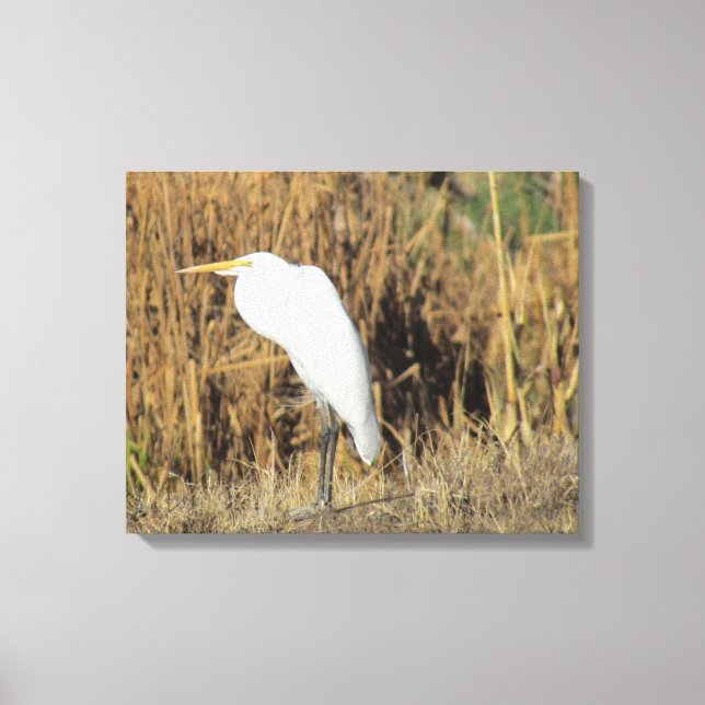 Canvas Print - Egret in Grass (Front)