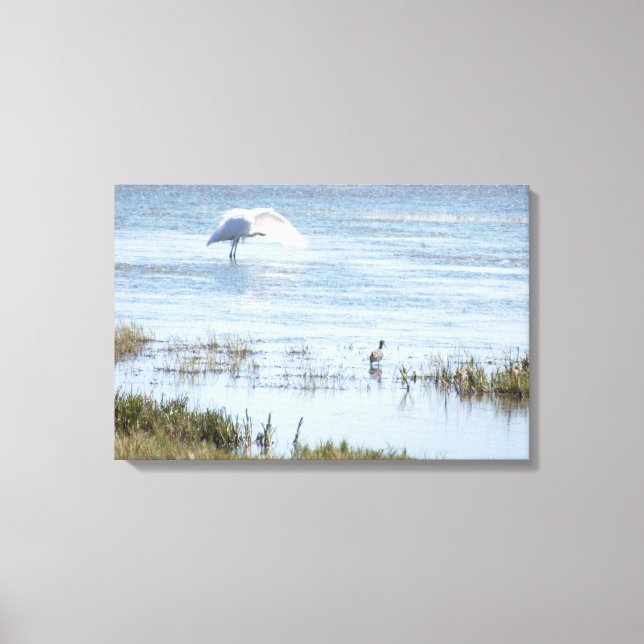 Canvas Print - Egret Preening (Front)