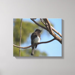 Canvas print - Flycatcher in tree