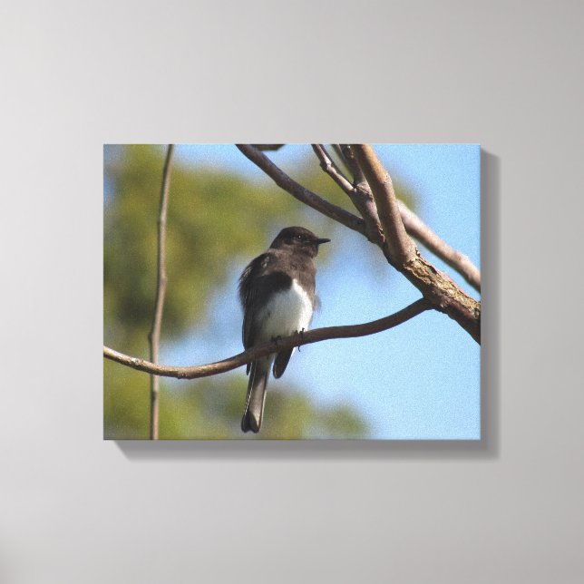 Canvas print - Flycatcher in tree (Front)