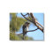 Canvas print - Flycatcher in tree