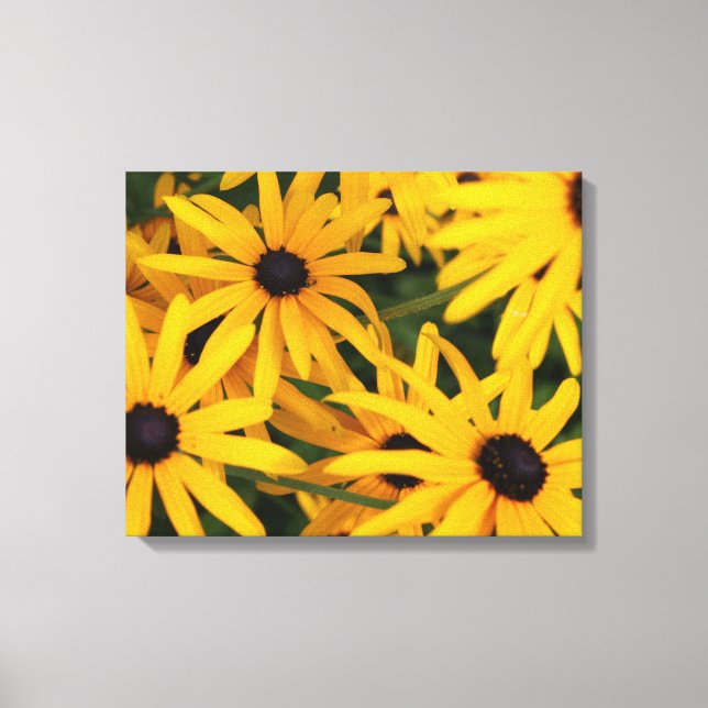 Canvas Print of Black-eyed Susans (Front)