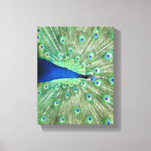Canvas print - Peacock with fanned tail