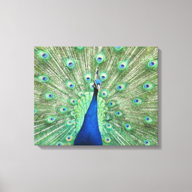 Canvas print - Peacock with Fanned Tail (Front)