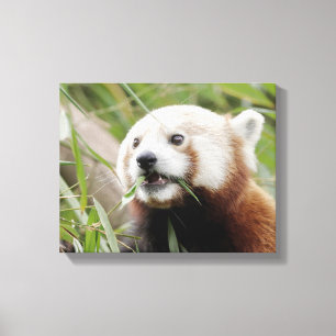Canvas Print Photo red panda , animals 0172.