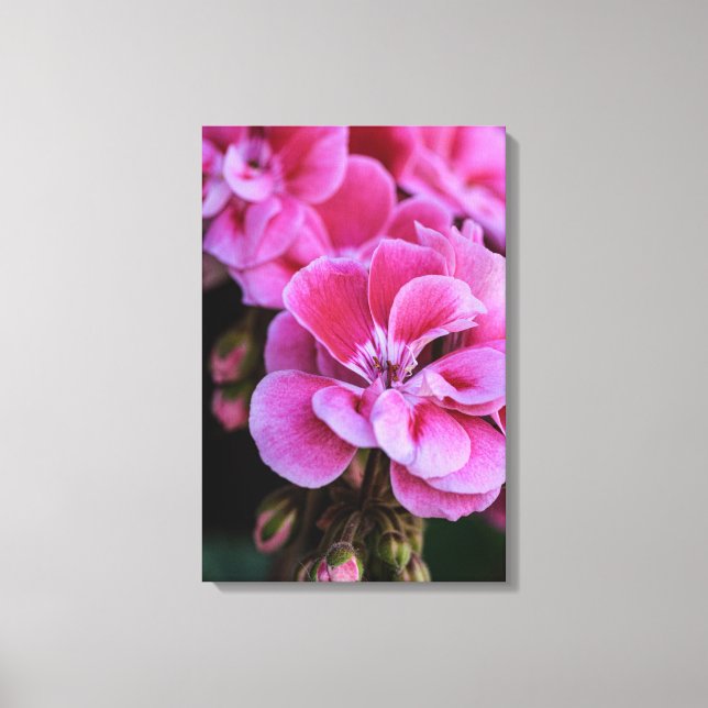 Canvas Print Pink Geranium Blossoms (Front)