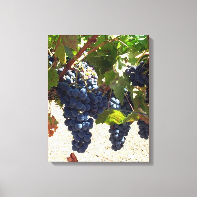 Canvas Print - Purple Grapes on Vine (Front)
