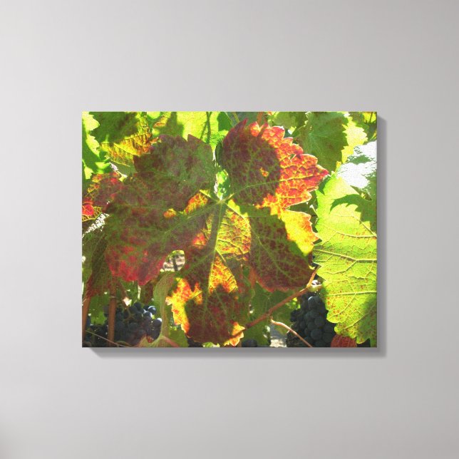 Canvas Print - Red Grape Leaf on Vine (Front)