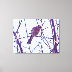 Canvas Print - Red Sparrow in Tree